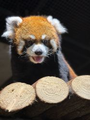 -Zoolung Zoolung动物主题公园(海信广场店)