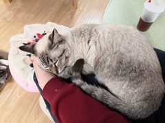 -猫和宫(六道口店)