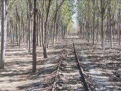 -西青郊野公园