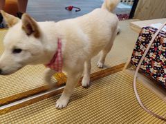 -柴迷FANS CLUB·柴犬狗咖·猫咖