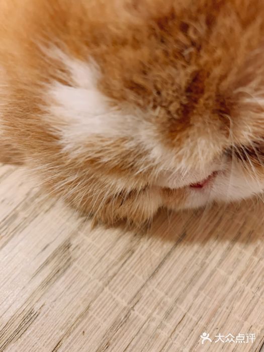 CAT’S MEWSTAR CAFE·喵星球猫屋(晴湾咖啡店)图片