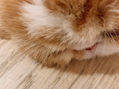 -CAT’S MEWSTAR CAFE·喵星球猫屋(晴湾咖啡店)