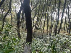 -杭州半山国家森林公园