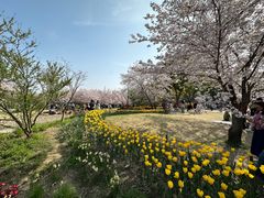 -苏州上方山国家森林公园