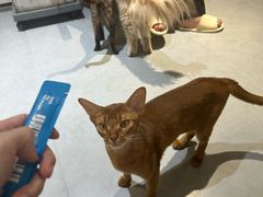 -琪喵猫屋·撸猫猫咖·猫舍