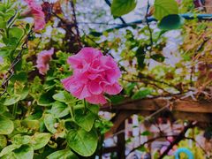 -EVA咖啡小酒馆
