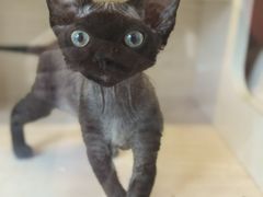 -柚子猫舍·精品猫舍购猫·猫咪认养·购宠·宠物店