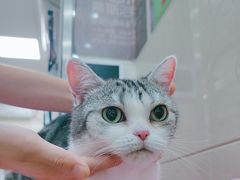 -北京观赏动物医院·24小时大型综合·猫专科·异宠专科