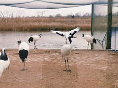 -盐城丹顶鹤湿地生态旅游区