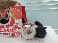 -安格丽娜·狗咖·猫咖羊驼咖(春熙路百盛商场店)