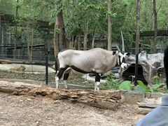 -清迈夜间动物园