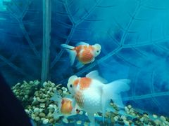 -北戴河圣蓝海洋公园