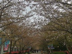 -高东镇樱花园