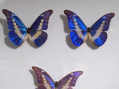 -上海昆虫博物馆