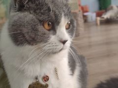 -牛喵喵铜锅牛肉馆