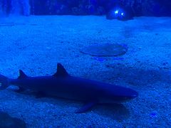 -成都浩海立方海洋公园