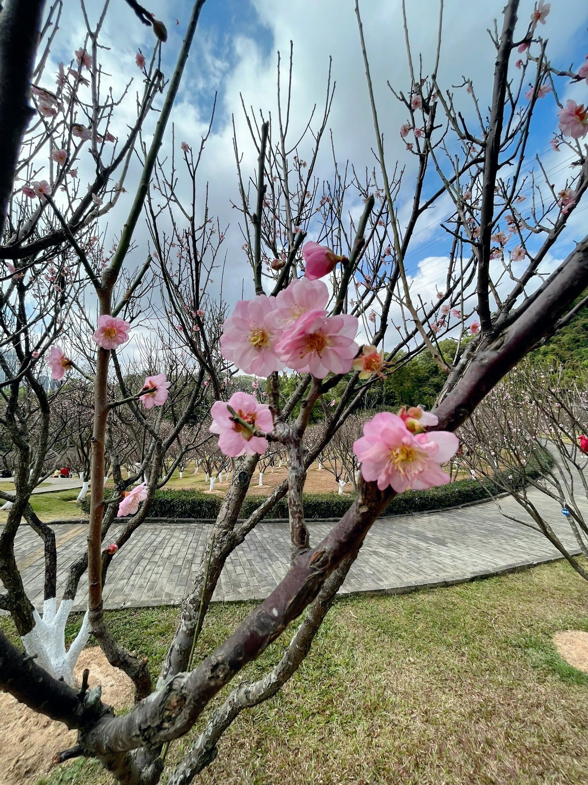 深圳梅园梅花盛放,地铁直达的春日赏花之旅
