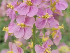 -中国天府农业博览园