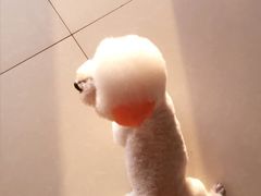-宠颐生宠物医院·综合诊疗(先锋分院)
