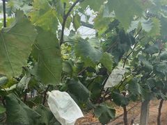 -马陆小张葡萄园农家乐