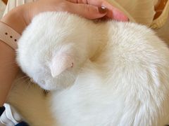 -猫咖时代(中山亭店)