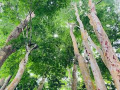 -中国科学院西双版纳热带植物园