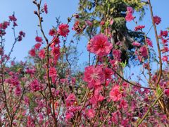 -桃花涧