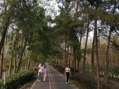 -合肥滨湖国家森林公园