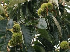 -梨木台悦来客农家院