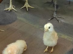 -昆明动物博物馆