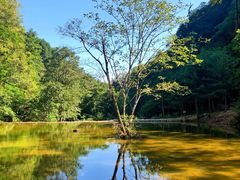 -黑河国家森林公园