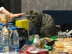 -猫尾侦探俱乐部·剧本杀·狼人杀