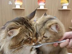 -COLOR PETS 撸猫馆·购猫·猫咖(长风大悦城店)