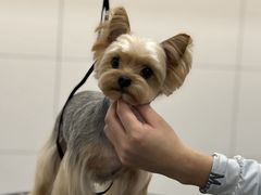 -帕帕拉兹宠物(亚洲旗舰店)