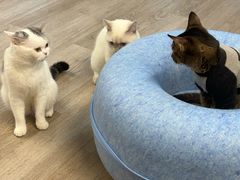 -柴迷FANS CLUB·柴犬狗咖·猫咖