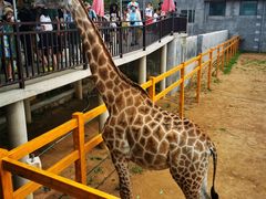 -西霞口神雕山野生动物世界