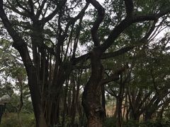 -九龙公园