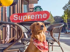 -超宠爱宠物摄影-Super pet