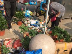 -中环花鸟鱼虫市场