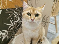 -楼上猫咖(罗湖店)