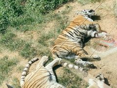 -大连森林动物园