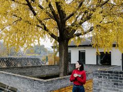 -自如ZSPACE四合院艺术餐厅