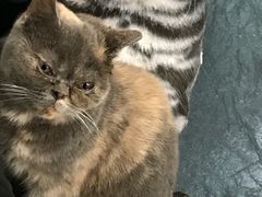 -豆老板的猫咖啡(碑林博物馆店)