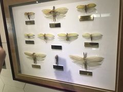 -上海昆虫博物馆