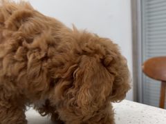 -心仪动物医院·牙专科·肿瘤·心脏科(西客站院)