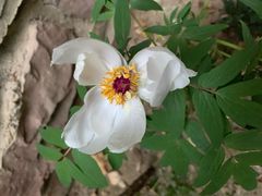 -龙湖·香醍溪岸