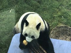 -大连森林动物园