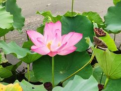 -莲花池公园