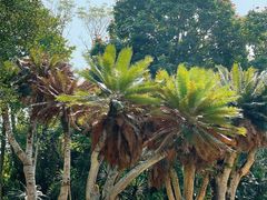 -中国科学院西双版纳热带植物园
