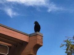 -科罗拉多大峡谷